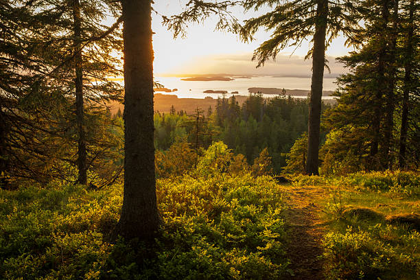 Suomalainen metsämaisema auringonvalossa sammaleisella polulla